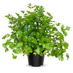 6 Parsley Live Plants, 3 to 5 Inc Tall, Live Parsley Plant Pot, Parsley Plants Live, Parsley Starter Plant