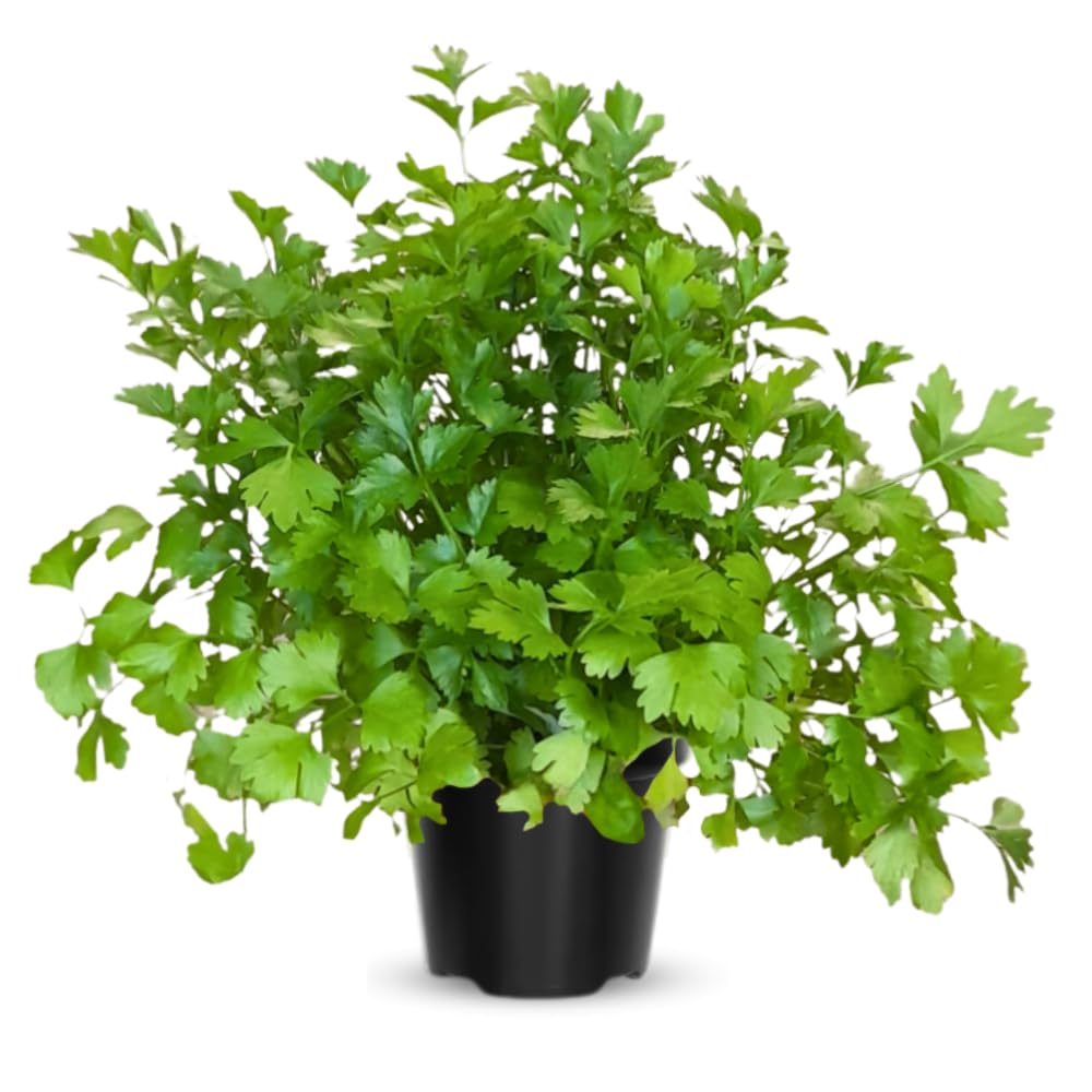 6 Parsley Live Plants, 3 to 5 Inc Tall, Live Parsley Plant Pot, Parsley Plants Live, Parsley Starter Plant