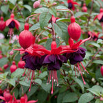 Set 2 Black Fuchsia Plants Live 4-7 Inches Tall, Colorful Hanging Flower Plants for Patio, Garden and Containers