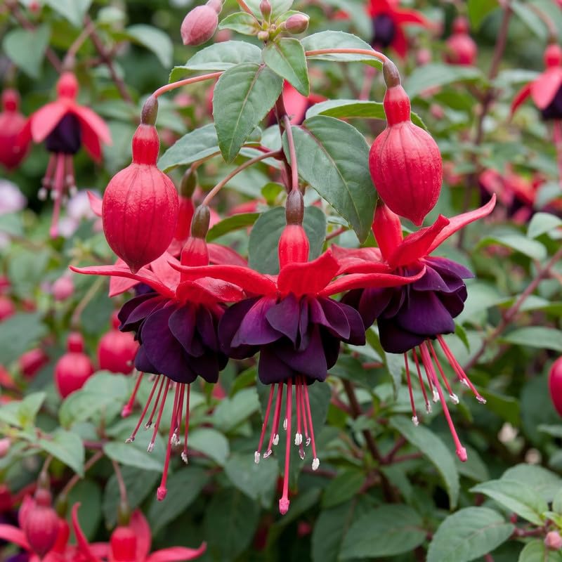 Set 2 Black Fuchsia Plants Live 4-7 Inches Tall, Colorful Hanging Flower Plants for Patio, Garden and Containers