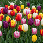 25 Tulip Bulbs for Spring Planting, Large Tulip Bulbs for Fall Planting, Flower Bulbs Garden Indoor Outdoor (Mix)