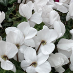 Cyclamen Plant Live in 4'' Pot, Vibrant Indoor Flowering Plants for Planting, Blooms Already, Indoor Outdoor Decoration (White Cyclamen)