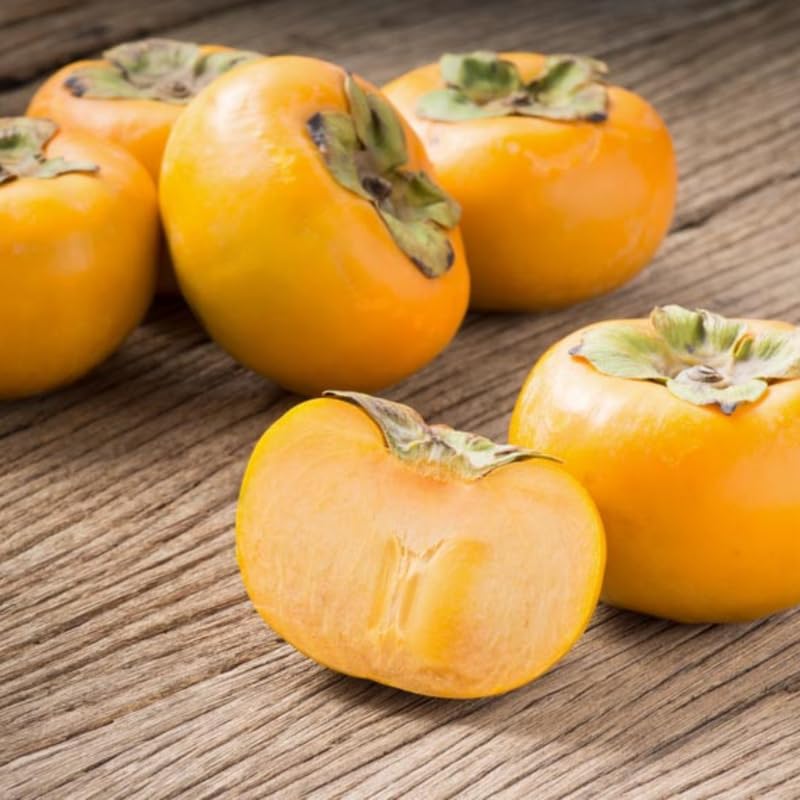 American Persimmon Tree Live Plant, 9 Months Old Seedling, Dormant in Winter, Well-Rooted, Cold Hardy, 6-12" in Tall