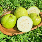 Fragrant Guava Tree Live Plant, Well Rooted 4"-10" in Tall, Tropical Fruit Guavas for Gardening, Zones 9-11 (White)
