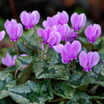 Purple Cyclamen Plant Live, Flowering Houseplant, 4" Pot