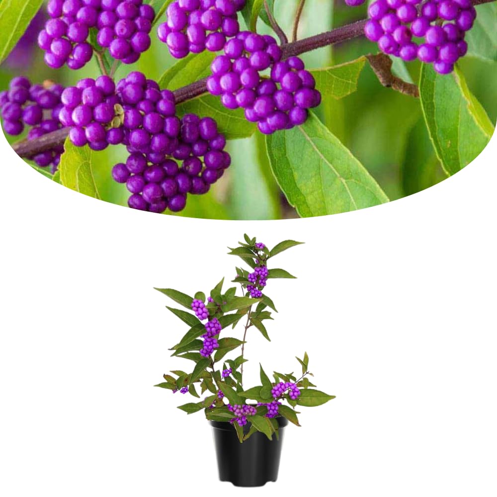 Beautyberry Plant Live, Purple Beautyberries Srhub Bush 4-8'' Tall, Indoor Outdoor Growing