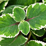 04 Cuban Oregano Plants Live, Live Variegated Cuban Oregano Plant Indoor, 3 to 6 Inc Tall, Mexican Mint Plant, Spanish Thyme Herb Plant Indoor