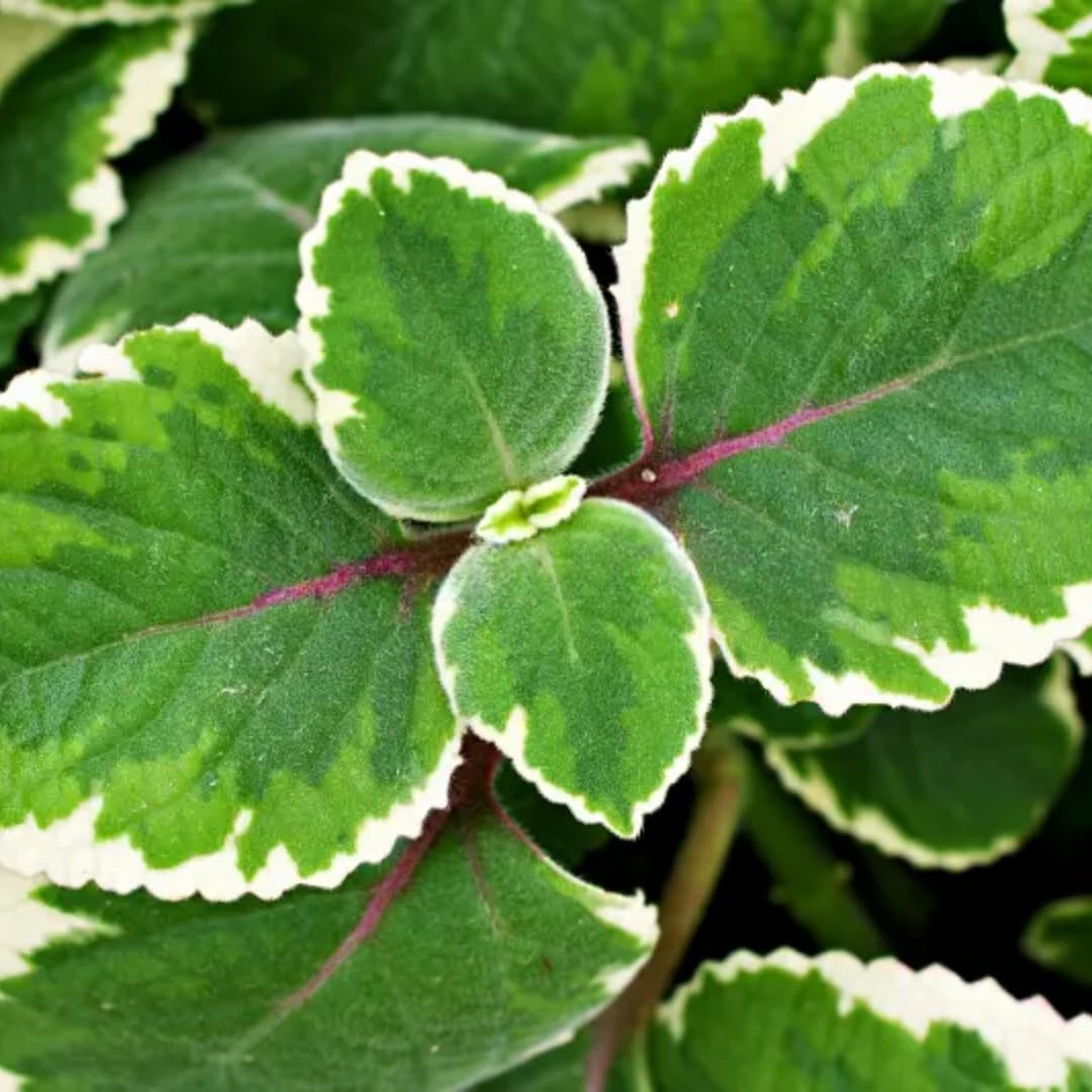 04 Cuban Oregano Plants Live, Live Variegated Cuban Oregano Plant Indoor, 3 to 6 Inc Tall, Mexican Mint Plant, Spanish Thyme Herb Plant Indoor