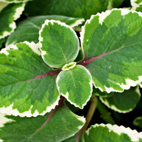 04 Cuban Oregano Plants Live, Live Variegated Cuban Oregano Plant Indoor, 3 to 6 Inc Tall, Mexican Mint Plant, Spanish Thyme Herb Plant Indoor