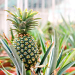 Pack 2 Pineapple Plants Live, Sweet Pineapple Trees Live Plants, Cold Hardy Pineapple Fruit Trees, 4-8 Inch Height, No Pot, Well-Rooted (Sugarloaf Pineapple)