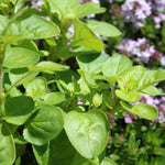 Set 2 Oregano Plants, 3-6" Tall Herb Mint Herb Plant Perennial, Live Oregano Plant, Outdoor Indoor Garden