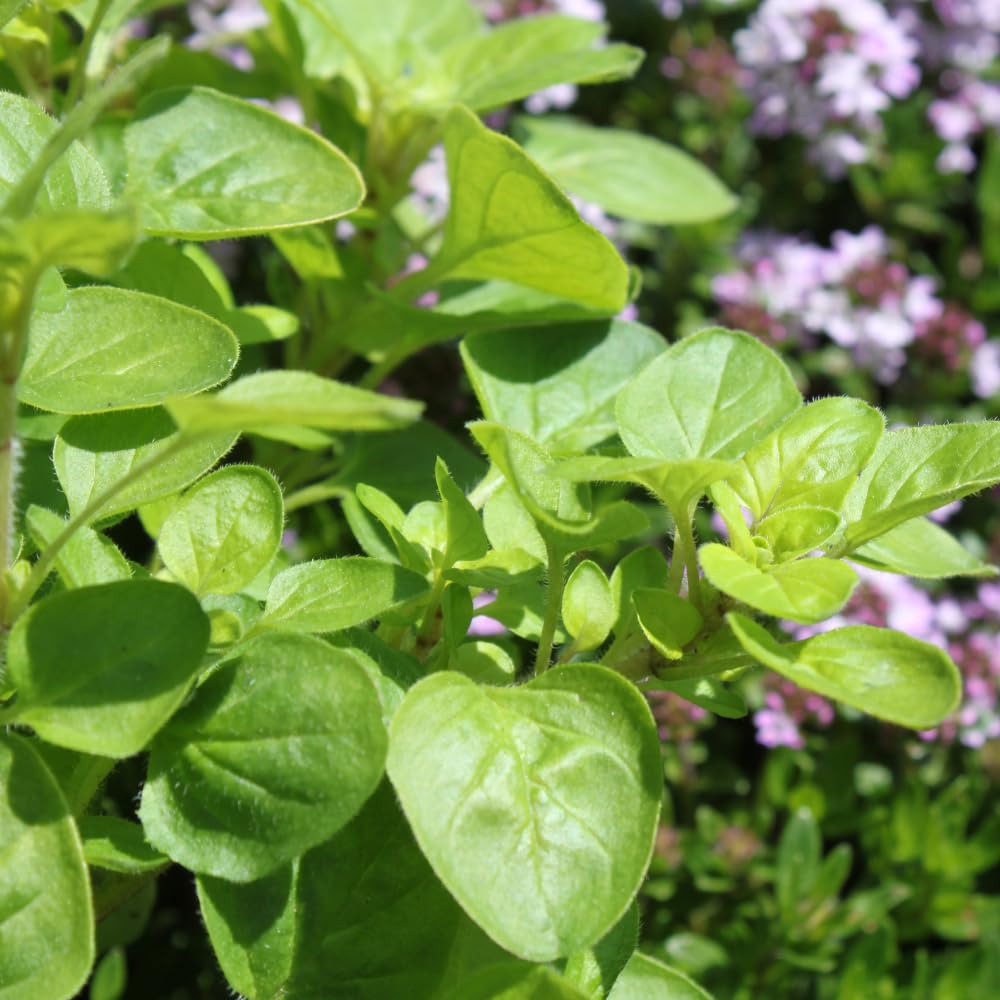 Set 2 Oregano Plants, 3-6" Tall Herb Mint Herb Plant Perennial, Live Oregano Plant, Outdoor Indoor Garden