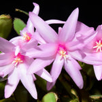 Light Pink Easter Cactus Plants Live, Starter Holiday Cactus Plant for Indoor Outdoor Houseplants, False Christmas Thanksgiving Cactus Like, Cold Hardy, 5-9" in Tall, No Pot