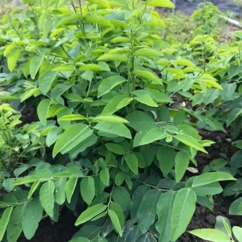 Set of 15 Katuk Cuttings, Katuk Plant Live, 4 to 7 Inches Long, No Root, Not Plant