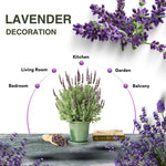 4 Blue Lavender Plants Live for Outside Planting, Perennial Bloom, Live Lavender Plants 5–9 Inches Tall with Fragrant Flowers for Spring Growing