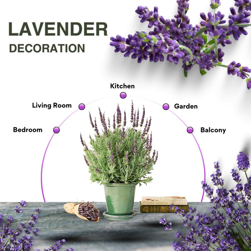 4 Blue Lavender Plants Live for Outside Planting, Perennial Bloom, Live Lavender Plants 5–9 Inches Tall with Fragrant Flowers for Spring Growing