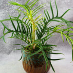 Tortum Philodendron Plant Live, Rare Tropical Variegated Live Indoor Houseplant, Starter Plants No Pot, 5-9" in Tall