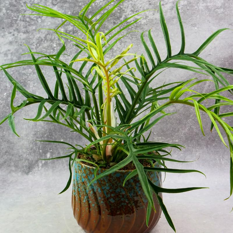 Tortum Philodendron Plant Live, Rare Tropical Variegated Live Indoor Houseplant, Starter Plants No Pot, 5-9" in Tall