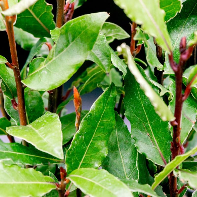 Laurus Nobilis Bay Leaf Tree Live Plant, 4-8 Inch Height, Sweet Bay Green Foliage for Outdoor Displays