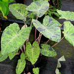 Colocasia Live Plant, 4-8'' Tall, Elephant Ear Plant, Esculenta Taro Alocasia Housplant, Indoor Outdoor Planting (Spotted)