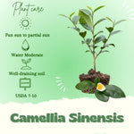 Camellia Plants Live, Camellia Sinensis Tea Live Plant, Green Foliage Bush, 9-12 Inches Tall for Indoor Outdoor Gardening