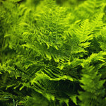 10 Fern Plant Bare Roots, Lady Fern Plants Live, 3 to 6 Inches Tall