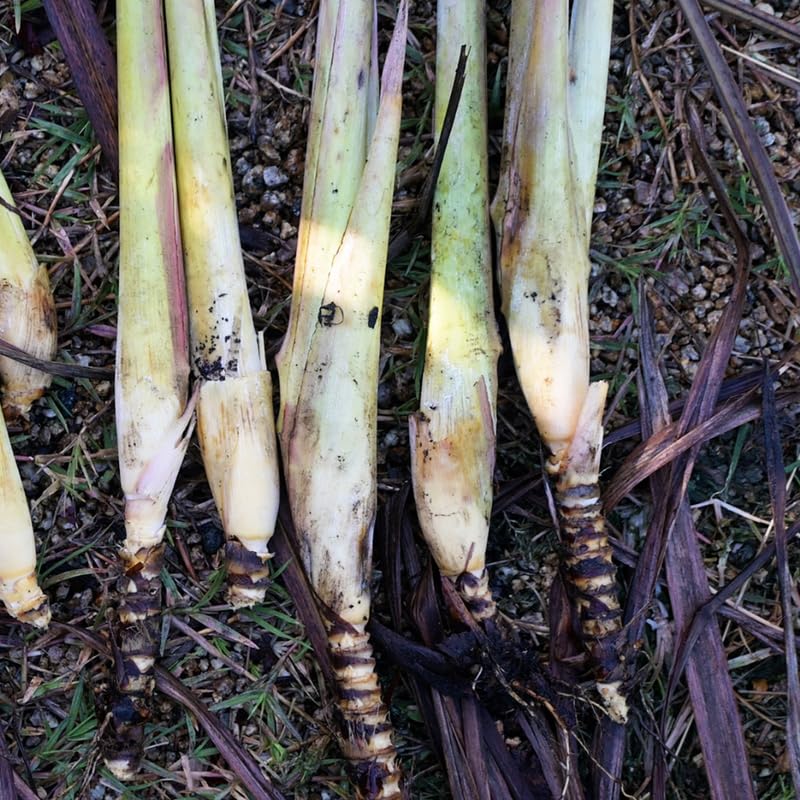 Big 5 Lemon Grass Live Plants, Lemongrass Plants Indoor Outdoor Planting, Herb Rooted Lemongrass Stalks