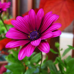 2 Mix Osteospermum African Daisy Plants, Perennial Daisy Flowers for Outdoor Planting 3-5 Inches (Purple)