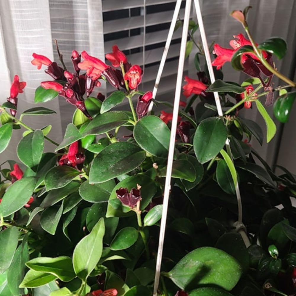 Set of 2 Red Lipstick Plants Live for Indoor Growing, Lipstick Plant 4–6 Inch Tall, Trailing Vine Houseplants, No Pot