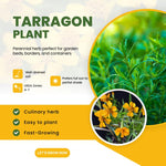 French Tarragon Plant Live, 4-8" Tall Plug Culinary Herb for Outdoor Garden, Patio Pots, Raised Beds