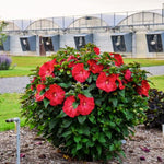 Hibiscus Plants Live, Hibiscus Plant, Hibiscus Tree Live Plant, Perennial Flower Bush, 6 to 8 Inch Tall, Red Hardy Hibiscus