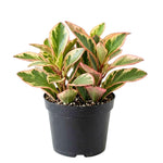 Peperomia Rainbow Plant Live, Variegated Foliage Indoor Houseplant, 4-7 Inches in Height, 3.5 Inch Pot for Planting
