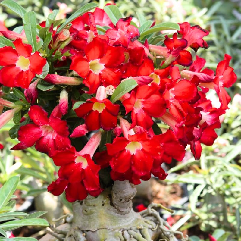 Red Desert Rose Plant Live, 4-7" Tall, Adenium Obesum Well-Rooted Succulent for Indoor Outdoor Displays