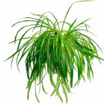 Set 2 Curly Spider Live Plant, Green Curly Spider Plants Live, Vine Houseplant Live for Planting, 4 to 6 Inches Tall