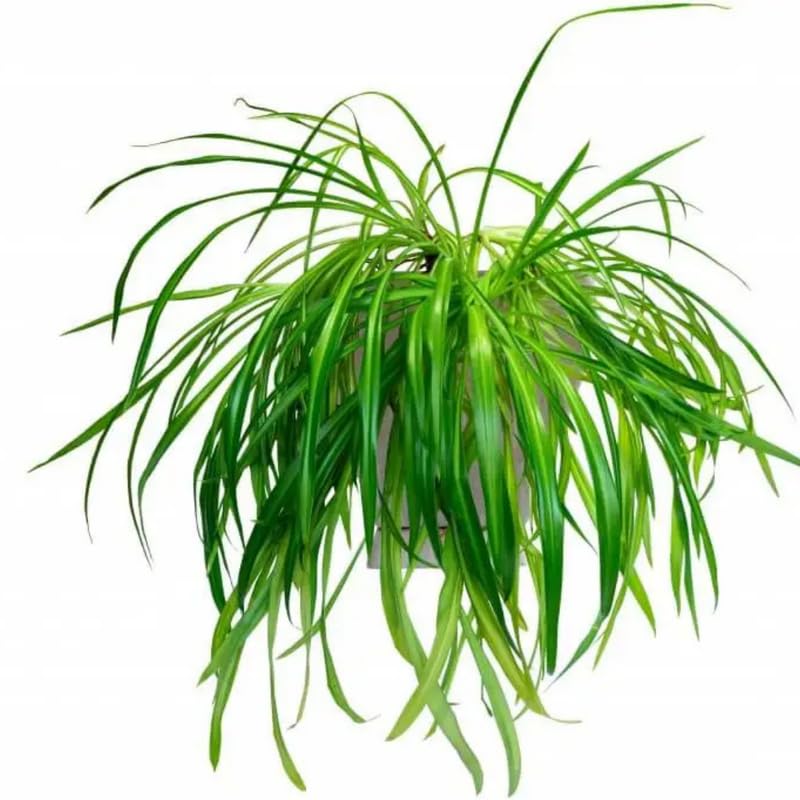 Set 2 Curly Spider Live Plant, Green Curly Spider Plants Live, Vine Houseplant Live for Planting, 4 to 6 Inches Tall