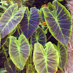 Combo 3 Dark Leaf Colocasia Live Plants, Elephant Ear Esculenta Taro, 5 to 8" in Tall, Alocasia Live Plant for Planting, Live Houseplant Colocasia Plant