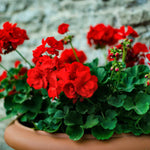 2 Red Geranium Plants Live, 5 to 8 Inc Tall Live Plant