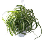 Set 2 Curly Spider Live Plant, Variegated Curly Spider Plants Live, Vine Houseplant Live for Growing, 3 to 5 Inches Long