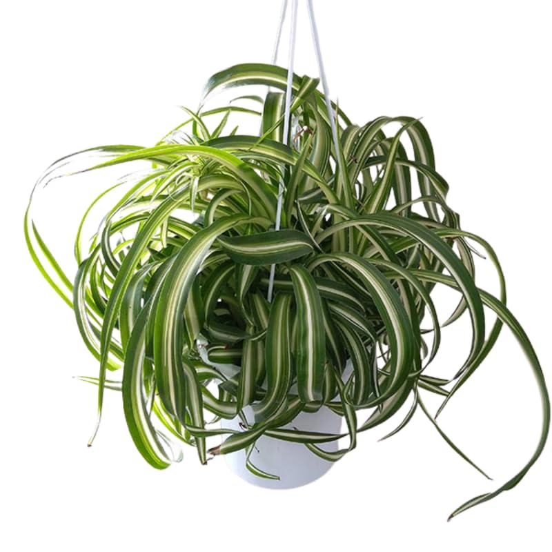 Set 2 Curly Spider Live Plant, Variegated Curly Spider Plants Live, Vine Houseplant Live for Growing, 3 to 5 Inches Long