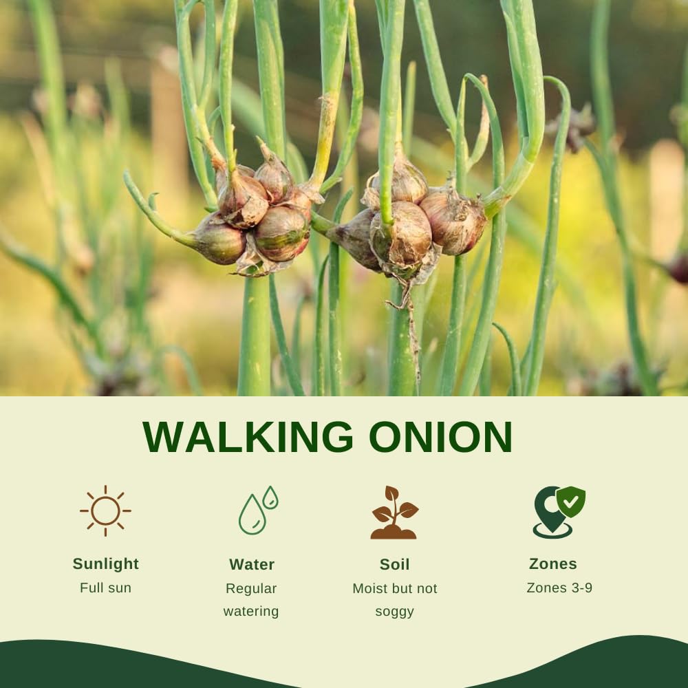 6 Walking Onions Plants Rooted, Egyptian Walking Onion Live Plants for Planting, Cold Hardy Onion Allium for Outdoor Garden