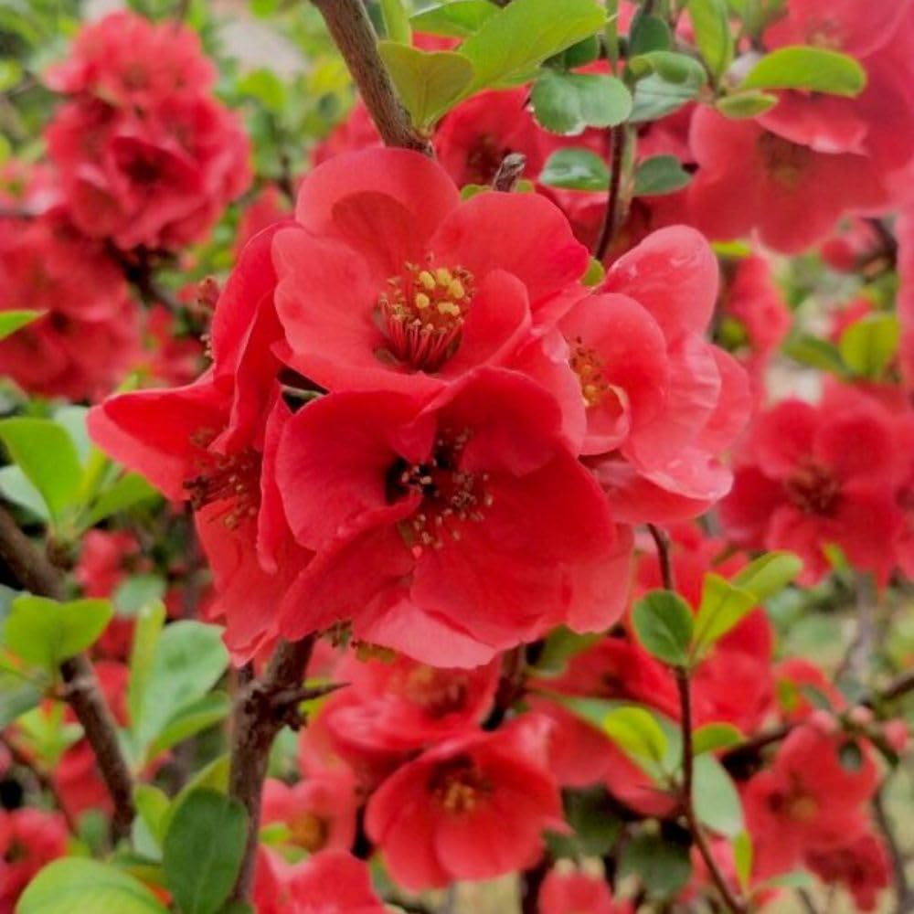 Red Flowering Quince Live Plant Shrub 5 Inch Pot, Chaenomeles Japonica for Yard Garden, Quince Flower Plant 6-8" Tall