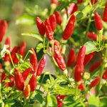 Set 2 Pequin Pepper Chili Plants, 120 Days Old, Hot Red Pepper Plant, Live Peppers for Planting Indoor, Outdoor