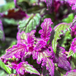 2 Purple Passion Plants Live, 4-9 Inch Tall, Gynura Aurantiaca Purple Velvet Passion Live Plants Grown As Houseplants to Grow Your Garden, Royal Velvet Plant Indoor