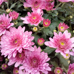 Pink Chrysanthemum Plant, Set 2 Pink Mums Plants Live, Hardy Perennial Mum Live Plant, 3 to 6 Inch Tall Garden Mum Starter Plants for Garden Beds, Containers, Vibrant Fall Blooms, No Pot