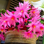 Easter Cactus Plants Live, Spring Bloom, Cold Hardy, 5-9" in Tall, No Pot, Starter Holiday Cactus Plant for Indoor Outdoor Houseplants (Pink)