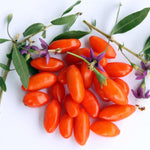 12 Red Goji Berry Cuttings Plants Live, 5 to 7'' Tall, Goji Berry Fruit Plant for Garden Outdoor Indoor