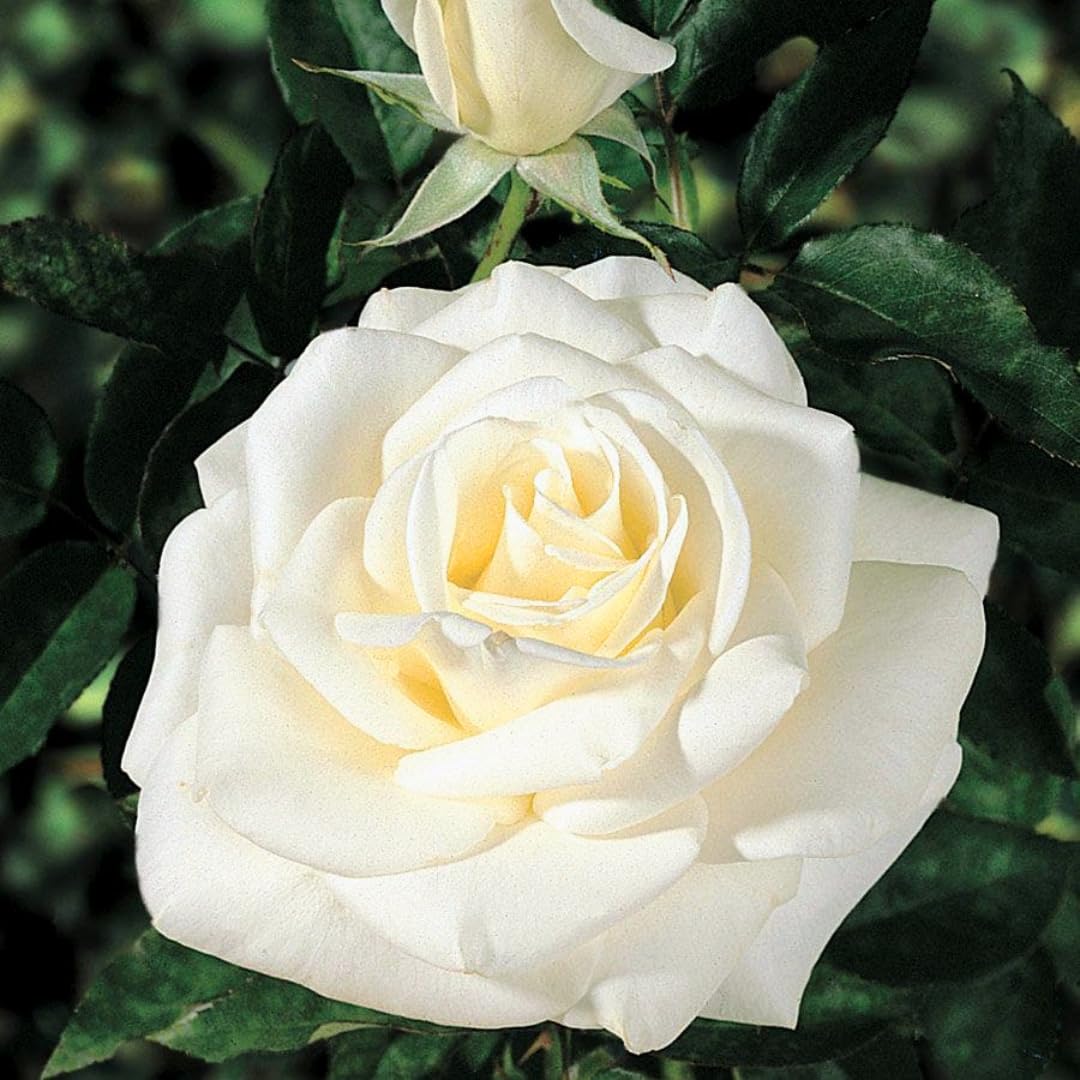 Rose Plant Live, Roses Bush Ready to Plant, 5-10 Inch Height, Ornamental Fragrant Flowers (White Rose)