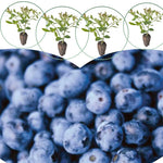 3 Easy to Grow Blueberry Bushes Seedlings, High-Yield Blueberry Trees Live Plants, 6 Months Old, Starter 3-6" in Tall, Cold Hardy Zones 4-7