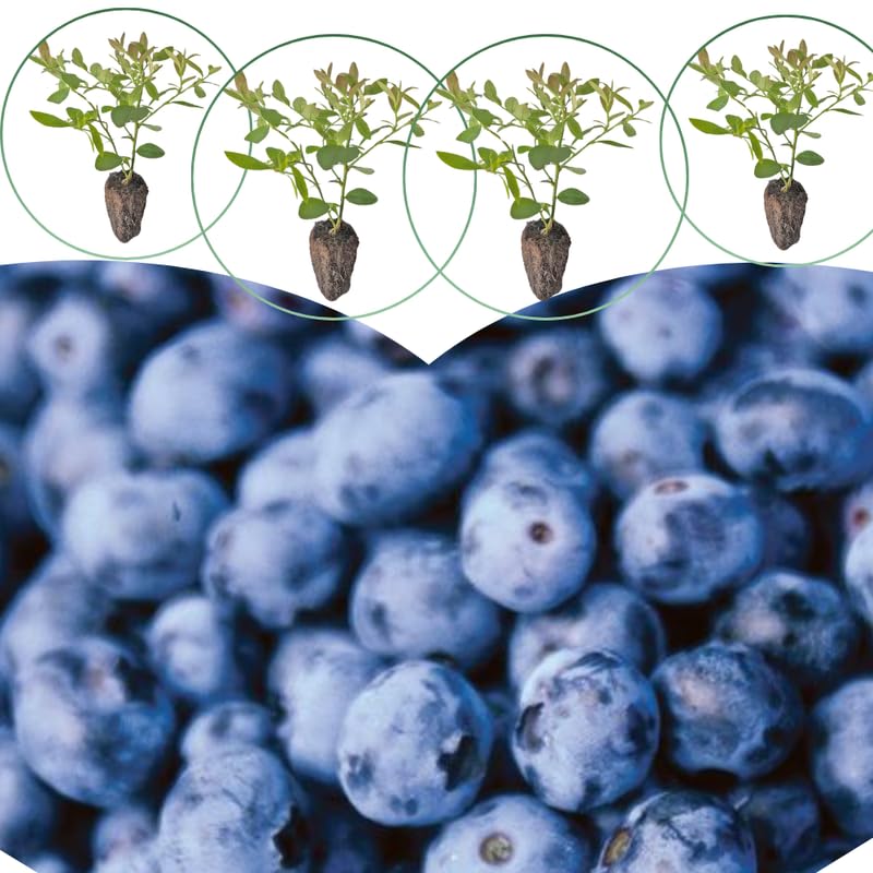 3 Easy to Grow Blueberry Bushes Seedlings, High-Yield Blueberry Trees Live Plants, 6 Months Old, Starter 3-6" in Tall, Cold Hardy Zones 4-7