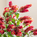 2 Red Shrimp Live Plants, Perennial Shrimp Plants Shrub, Justica Brandegeana Bush 4-8 Inches